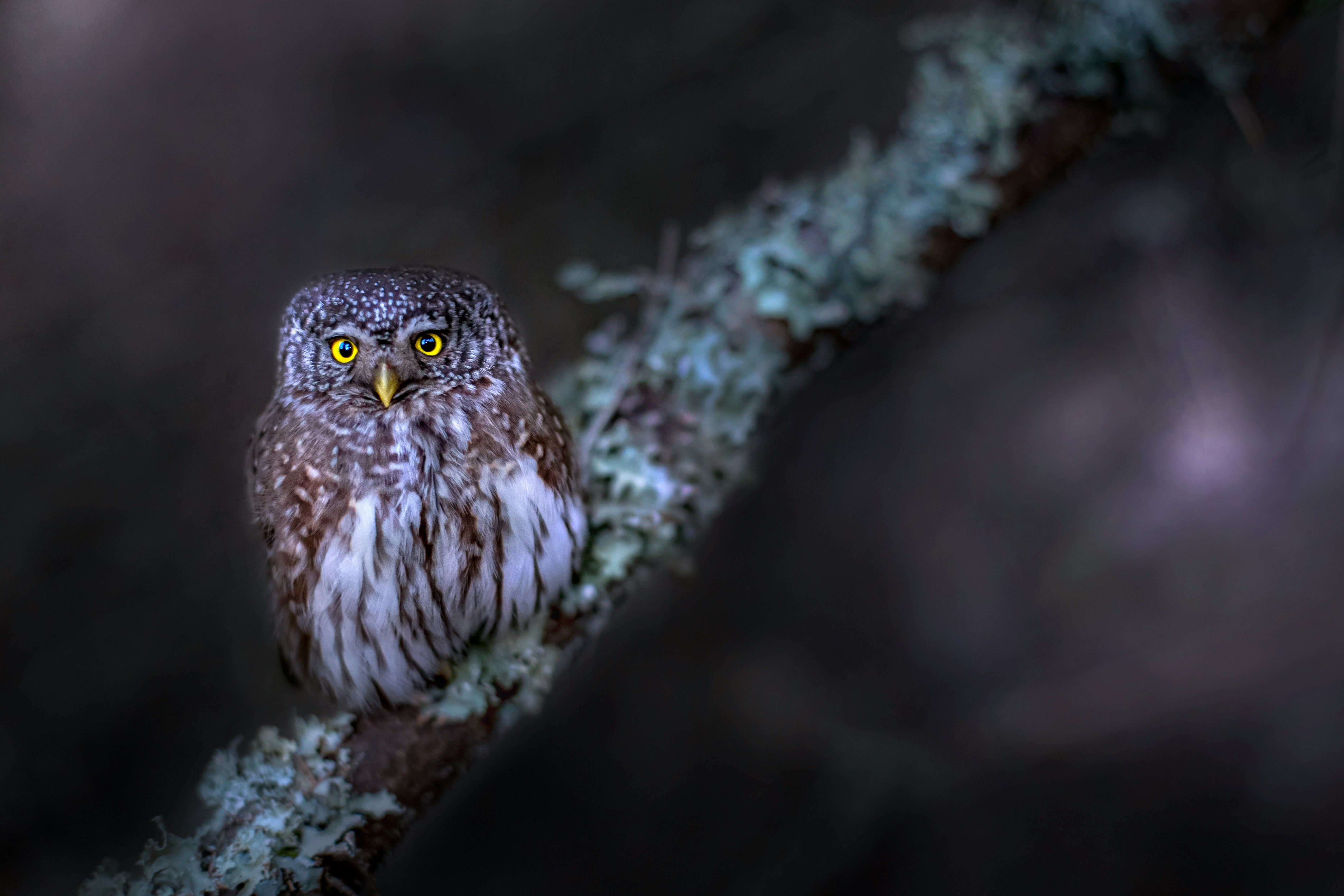 brown owl perched on tree branch